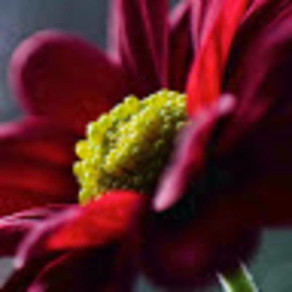drfloweraustin